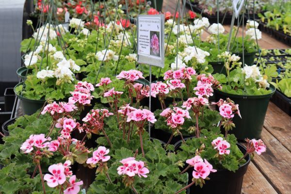 Plant Sale